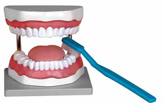 Oral Hygiene Model